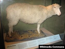 El cuerpo de Dolly es exhibido en el Museo Nacional de Escocia, en Edimburgo.