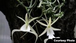 La orquídea fantasma, una de las flores más raras del mundo.